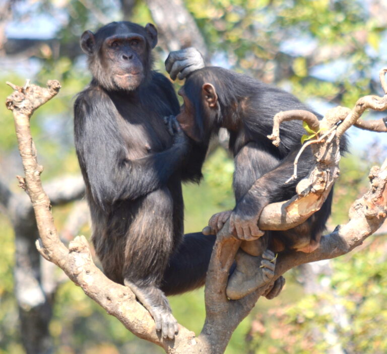 Chimfunshi Schimpansen